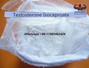 Cas 15262-86-9 Testosterone Anabolic Steroid Muscle Gain Testosterone Isocaproate