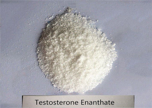 Muscle Building Testosterone Steroids / Testosterone Enanthate Test E Raw Powder